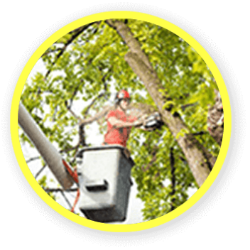 servicing
TREECAREGET A QUOTE